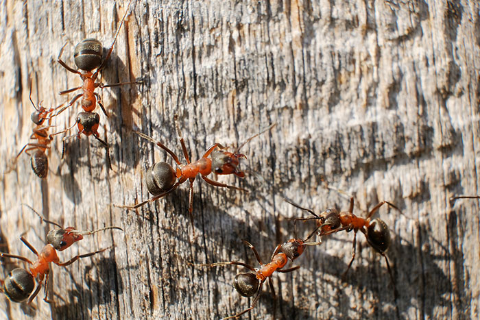 Ant control and extermination