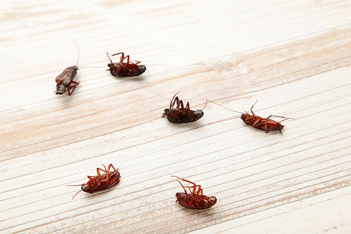 Why You Are Seeing So Many Cockroaches and What to Do about Them