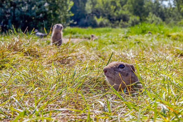 Your Backyard Rodent: Three Facts about Gophers