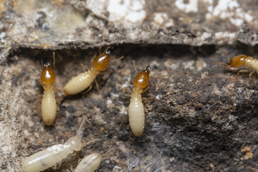 Monitor termite activity in your home