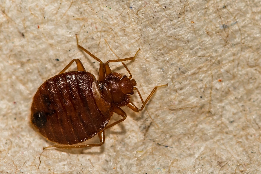 What Do You Know About Bed Bug Infestations?