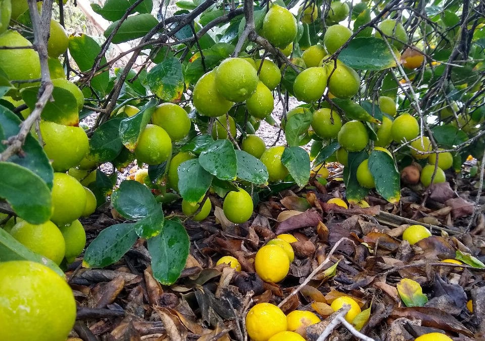 fruit tree to grow in CA
